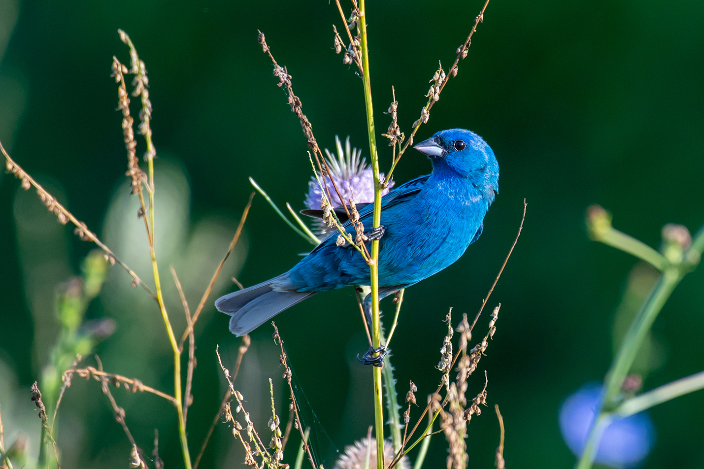 BirdSpotter Winter 2021 Photo Contest Finalists